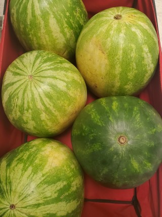 Duplin_County_Watermelons_-_L_nette_Stokes.jpg - image