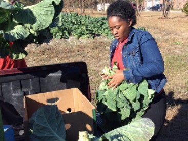 Collecting Collards